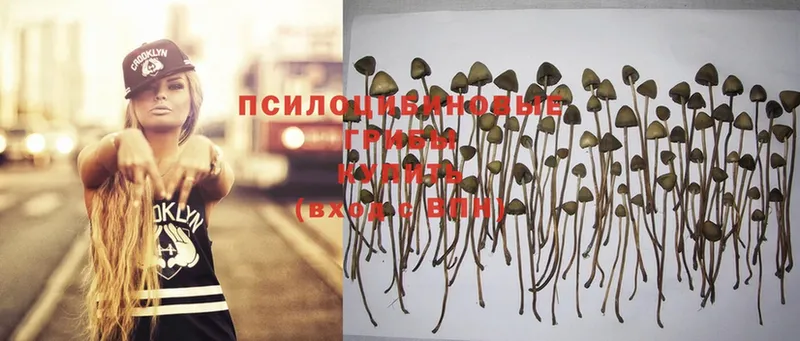 Псилоцибиновые грибы Psilocybe  МЕГА рабочий сайт  Гаджиево 